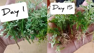 How To Propagate Aralia Plant From Cuttings Without Using Root Hormone or Chemicals