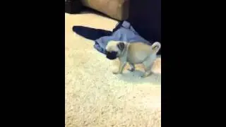 6 week old pug 'dot'