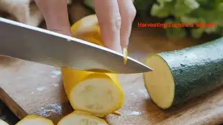 From Garden to Table: Epic Harvest of Squash and Zucchini for Delicious Recipes -A Gardening Journey