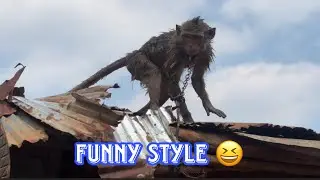 Life in the Orchard with My Beloved Animals | Fights, Fun & Laughter Every Day🤩