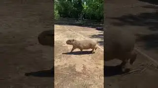 Capy Fence Jump
