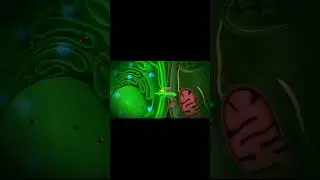 How Plant cells talk to each other #physiology #plants #viralvideo #viral #yt