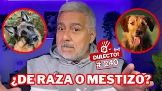 &iquest;DE RAZA O MESTIZO? &iquest;CU&Aacute;L ES MEJOR? 🤔 ► 🔴DIRECTO # 240