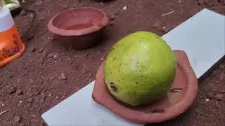 Guava(पेरू ) juice🧃 @food lover #minicooking#mini kitchen #minifood #freshdrink #tinyfood#minirecipe