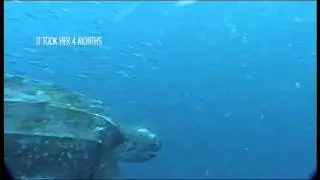 Canadian Sea Turtles - Extinction