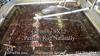 9x12 A Persian Rug Naturally Clean
