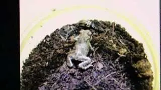 Epomis larva and amphibians: My 45 seconds of glory in Discovery Channel Canada's Daily Planet!