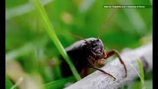 Hawaii Crickets Have Started Purring Like Cats to Attract Mates