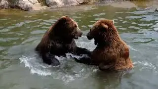 Bear Bliss: Tranquil Moments in the Wild