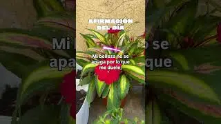 Afirmaci&oacute;n poderosa para florecer incluso en d&iacute;as dif&iacute;ciles | Respira y Florece
