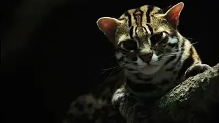 Macan Akar Kucing Hutan Asia yang Menggemaskan