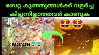 Betta fish fastly growing tips