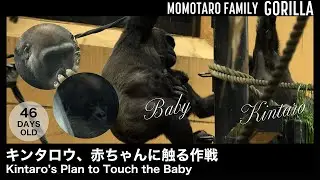 План Кинтаро прикоснуться до малюка – Весёлая семья горилл в Zoo Kyoto, Т. 50