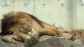 番外編 パパとお昼寝する仔ライオン【番外編】【豊橋総合動植物公園のんほいパーク】ライオン