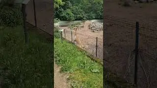 Das Vikunja will aus dem Zoo ausbrechen 🐪