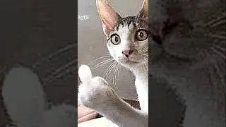Angry Cat Reaction 😾 #shorts #cat #funny