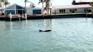 Dolphins