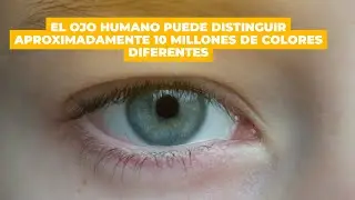 &iquest;Qu&eacute; son los ojos? Descubr&iacute; c&oacute;mo vemos el mundo