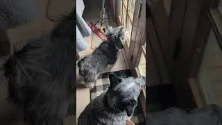 Бадди хочет съесть крошечные щечки #schnoofertons #buddyblue #blueheeler #australiancattledog #dog