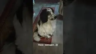 Виноделие...))) #like #собака #животныешляйх #como #дуэт #смешновидео #funnymemes #юмор #comedymemes