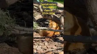 Святой котик.Весенняя Одесса.07.04.2024 #2024 #live #одесса #украина #love #воскресенье #cats