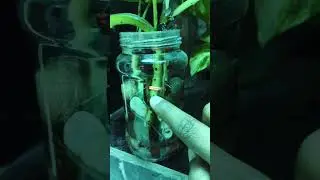Money plant propagation in glass jar  #indoorplants #reuseidea #grow #recycle #sunlight#utubeshorts
