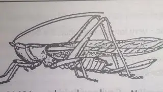 Order Orthoptera