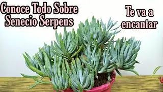 Conoce esta impresionante SENECIO SERPENS