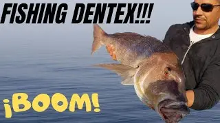 ZOCA BALL! Dentex Fishing! Pesca Denton Denia