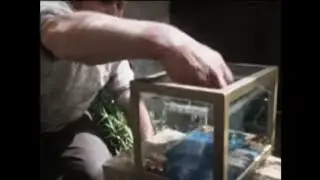 Ernie Ibbotson talks about his Common Frog colour morph project. Nationwide (1975).