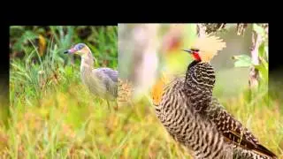 Birds of Brazil from the album Ronald Gruijters