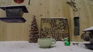 Kitty Cinema ~ Squirrel Edition ~ #CatApproved #SquirrelShowtime #TVforCats #cattv #squirrel #kitten