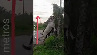 Ого, как вырос козёл, Панчито! #панчито #козёл