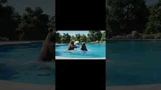 Yea, grizzly bears also love to play in water ￼