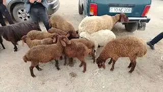 6.07.2025.MAŞTAĞA QOYUN KEÇİ MAL BAZZARI