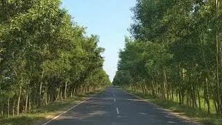 Jaipur Jungle