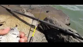 Gila!!! Ikan rakus banget#Mancing pinggiran