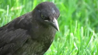 Common Grackle Fledgling
