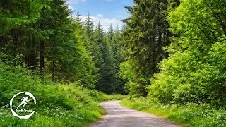 Virtual Run &ndash; Stockhill Wood, Mendip Hills | Spring Treadmill Scenery