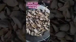 Narc HG1 commercial review| #agriculture #narcg1garlic #g1garlic #garlicg1 #farming #garlicextract