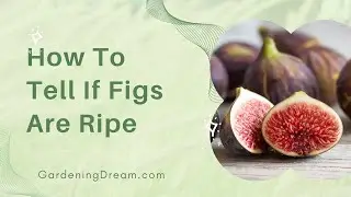 How To Tell If Figs Are Ripe
