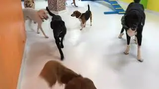 Overnight Dog Boarding = Playtime All the Time