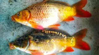 Silver Fish cutting Skills 2023 | Minar Caf Fish Cutting Skills 2023 | Village Fish cutting BD