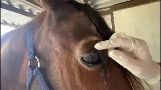 - Easy Horse Care Rescue Centre