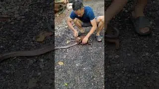 save dog from snake bite rescue puppy trapped by two big snakes