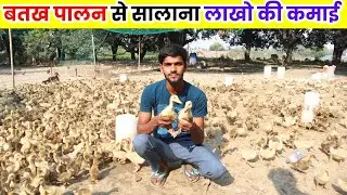 Duck Farming Changed Your Luck ll Duck Farming ll Duck Farm ll Batakh Palan