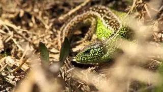 Wildlife of The Jurassic Coast