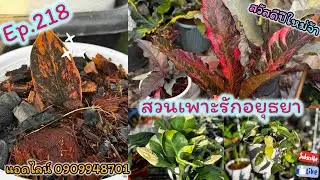 สวนเพาะรักอยุธยา ไม้สวยส่งท้ายปี ep.218 📱0909948701 @gardenbypor1318 #สวนเพาะรักอยุธยา #plants 