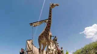 Once Stranded On A Peninsula, These Giraffes Are Now Safe | The Koala