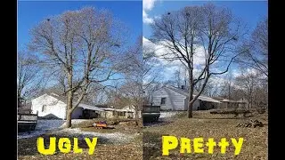 Tree Trimming for My Arborist Insurance Man